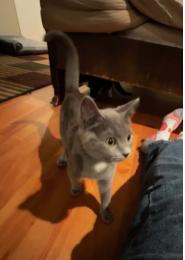 Enlarge Carnot, a Adopted Domestic Short Hair in Herndon, VA image 3/3