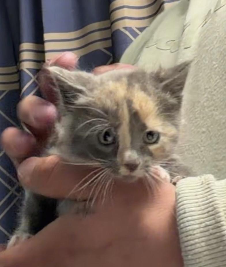 Enlarge Tortie (Qtown Royal Cuties Litter), a Adopted Domestic Short Hair in Telford, PA image 1/1