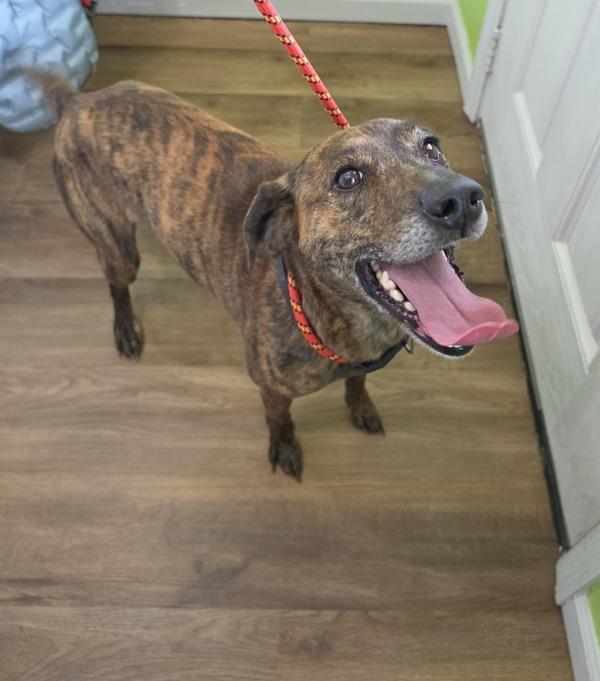 Enlarge Bonnie, a Adoptable mixed breed in Cleveland, TN image 1/1