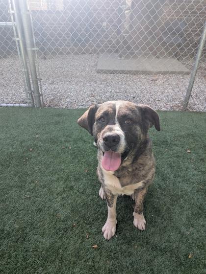 Otis, Adoptable, Young Male Saint Bernard & Mixed Breed.
