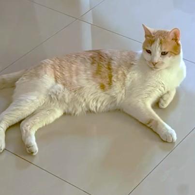 Oh So Sweet Simba, a Adoptable mixed breed in Mississauga, ON image 5/6