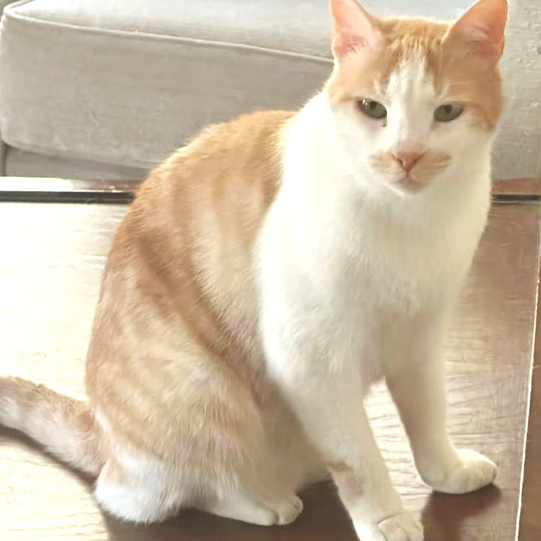 Oh So Sweet Simba, a Adoptable mixed breed in Mississauga, ON image 6/6