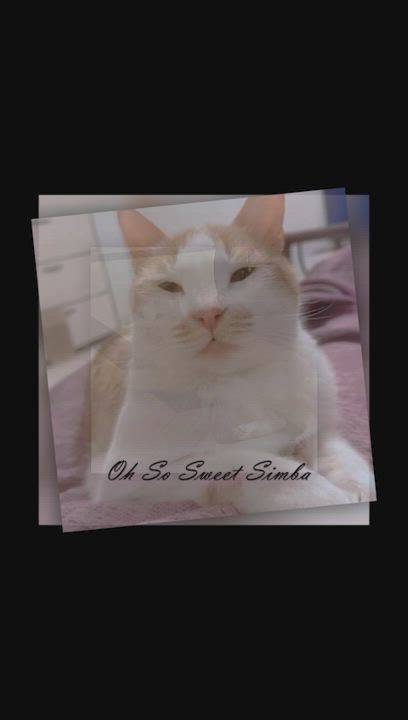 Enlarge Oh So Sweet Simba, a Adoptable mixed breed in Mississauga, ON video 2/6