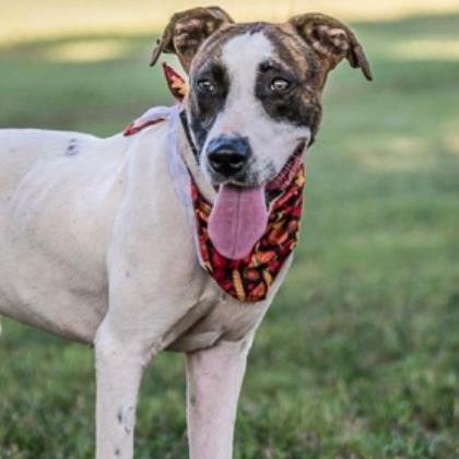 Woody, a Adoptable mixed breed in Tyler, TX image 1/5