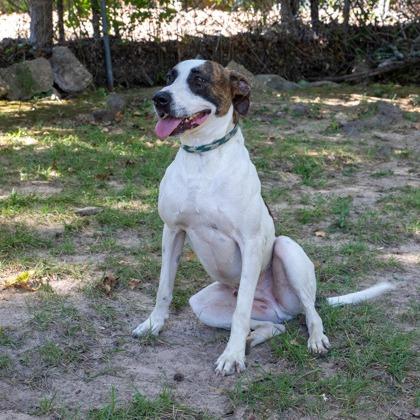 Woody, a Adoptable mixed breed in Tyler, TX image 2/5