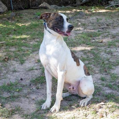 Woody, a Adoptable mixed breed in Tyler, TX image 3/5