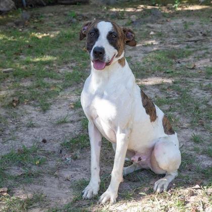 Woody, a Adoptable mixed breed in Tyler, TX image 4/5