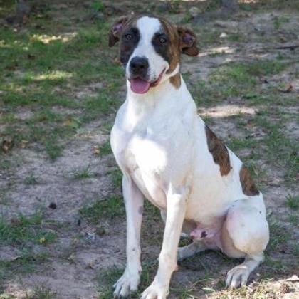 Woody, a Adoptable mixed breed in Tyler, TX image 5/5