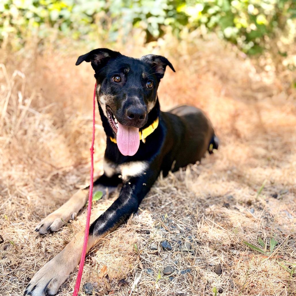 Antara, ADOPTABLE, Young Female Shepherd.