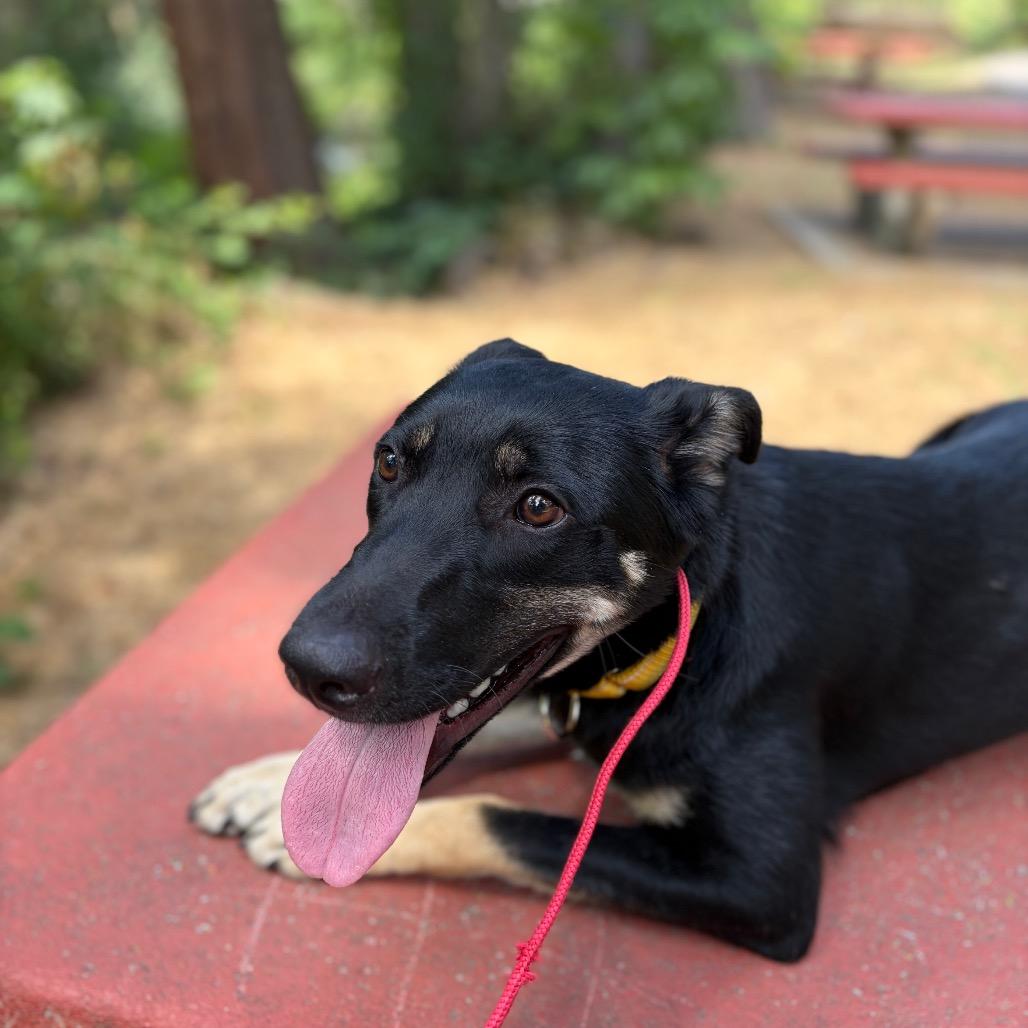 Enlarge Antara, a ADOPTABLE Shepherd in Grass Valley, CA image 2/2
