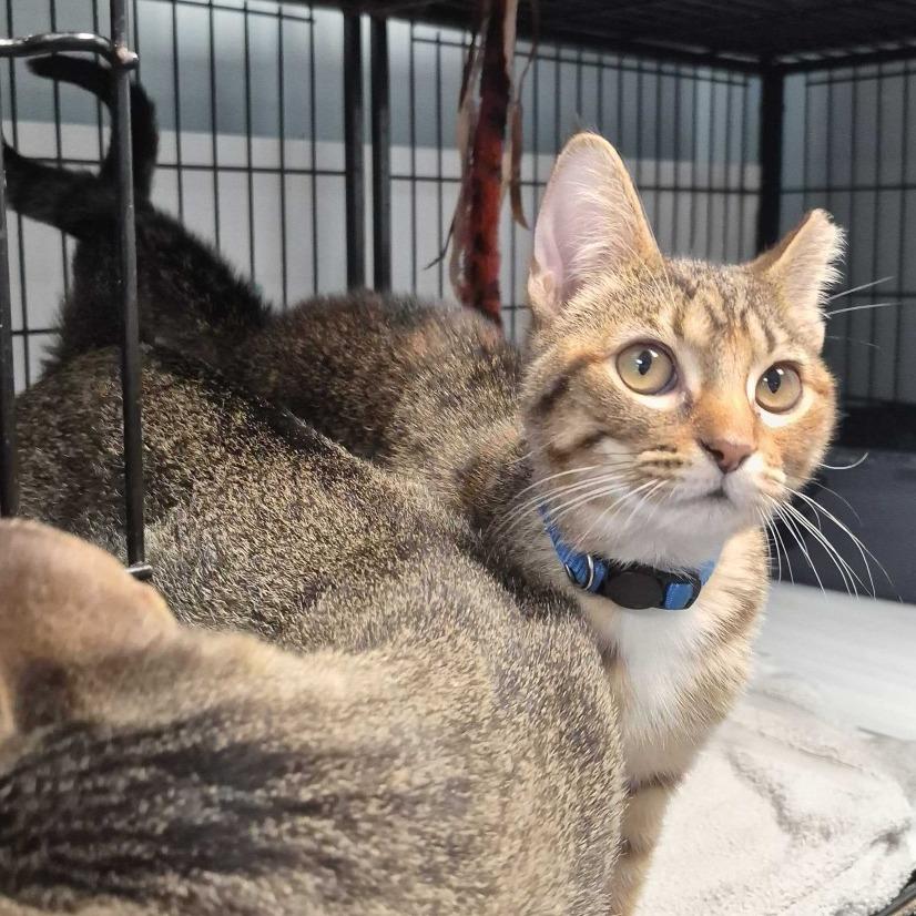 Hey Siri, Adoptable, Young Female Domestic Short Hair.