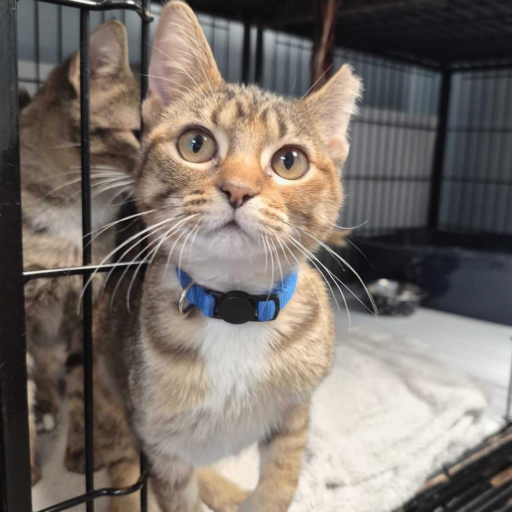 Enlarge Hey Siri, a Adoptable Domestic Short Hair in Davenport, IA image 2/2