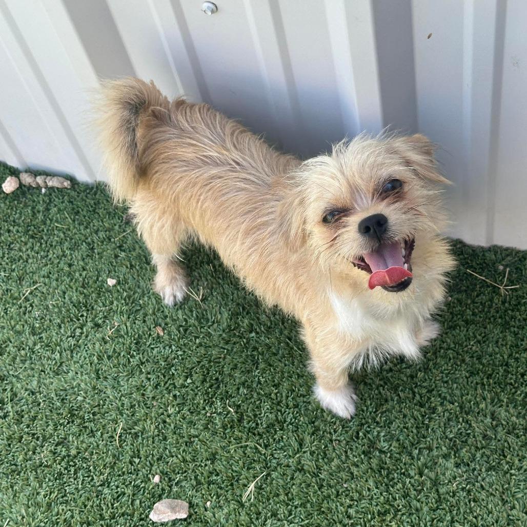 Enlarge Pebbles, a Adoptable Terrier in Loves Park, IL image 1/3