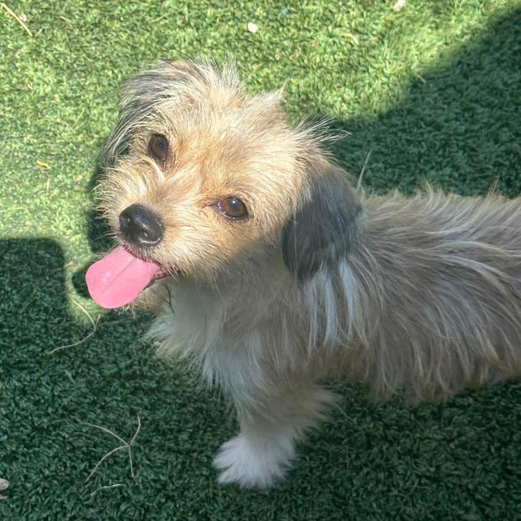 Enlarge Pebbles, a Adoptable Terrier in Loves Park, IL image 2/3