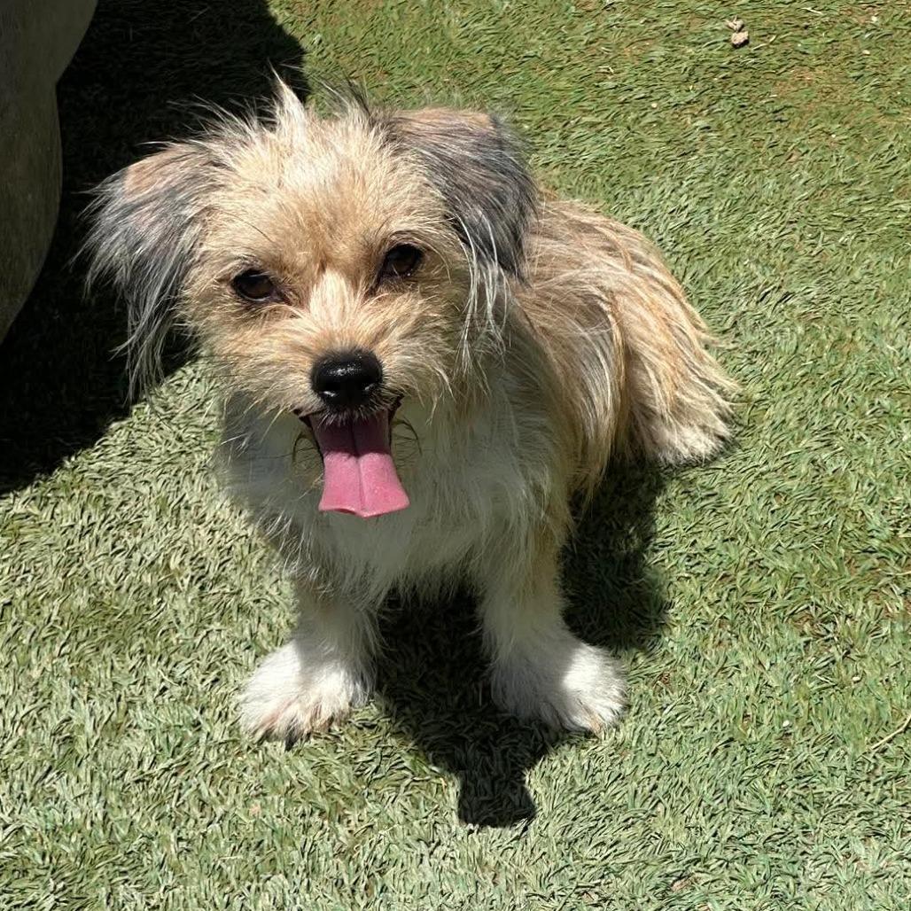Enlarge Pebbles, a Adoptable Terrier in Loves Park, IL image 3/3