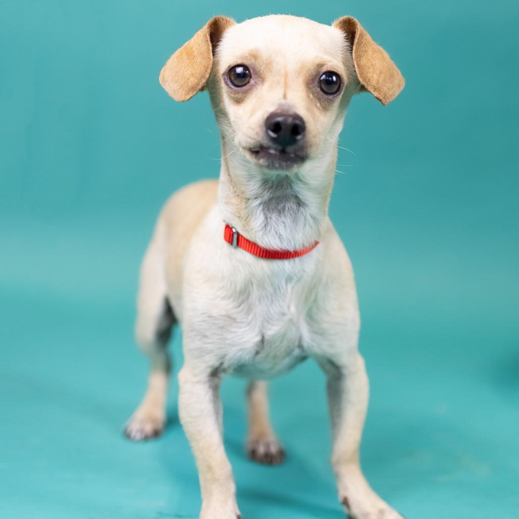 Enlarge McFly, a Adoptable Chihuahua in Portland, OR image 1/1