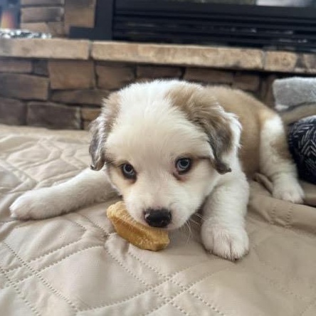 Enlarge Berkeley, a ADOPTABLE mixed breed in Midlothian, VA image 3/3