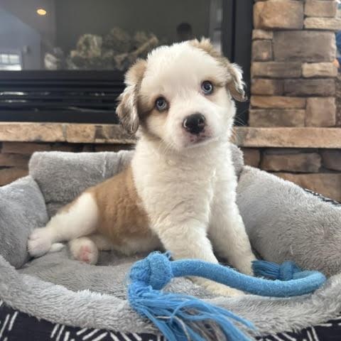 Berkeley, ADOPTABLE, Puppy Female Australian Shepherd.