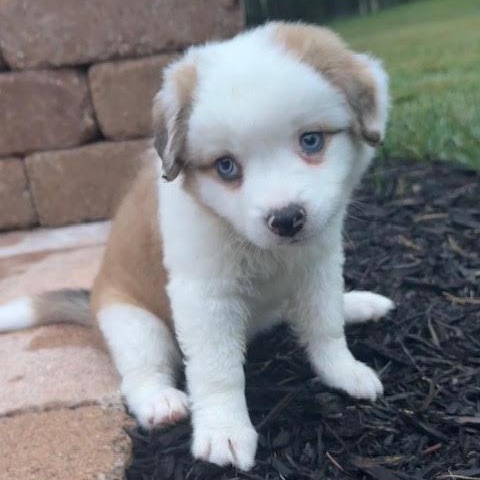Enlarge Berkeley, a ADOPTABLE mixed breed in Midlothian, VA image 2/3