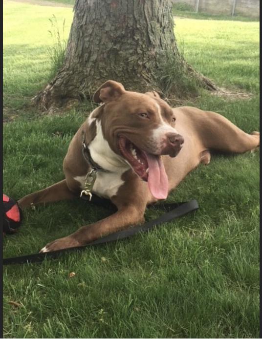 Felix, Adoptable, Senior Male American Staffordshire Terrier & Labrador Retriever.