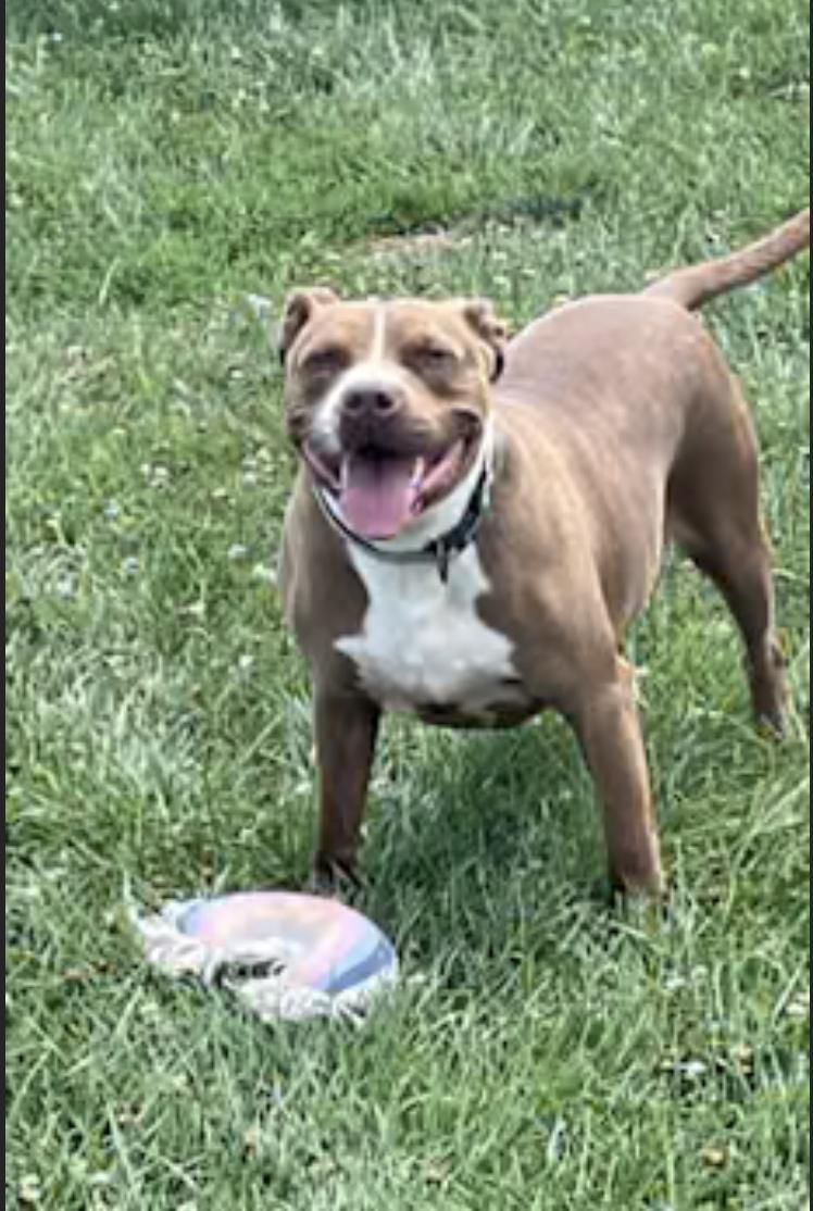 Felix, a Adoptable mixed breed in Vallonia, IN image 2/3