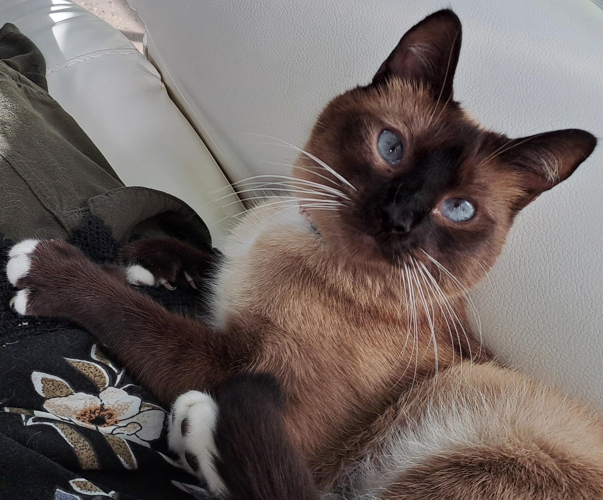 Zoe, an adoptable Siamese, Tonkinese in Port Wentworth, GA, 31407 | Photo Image 1