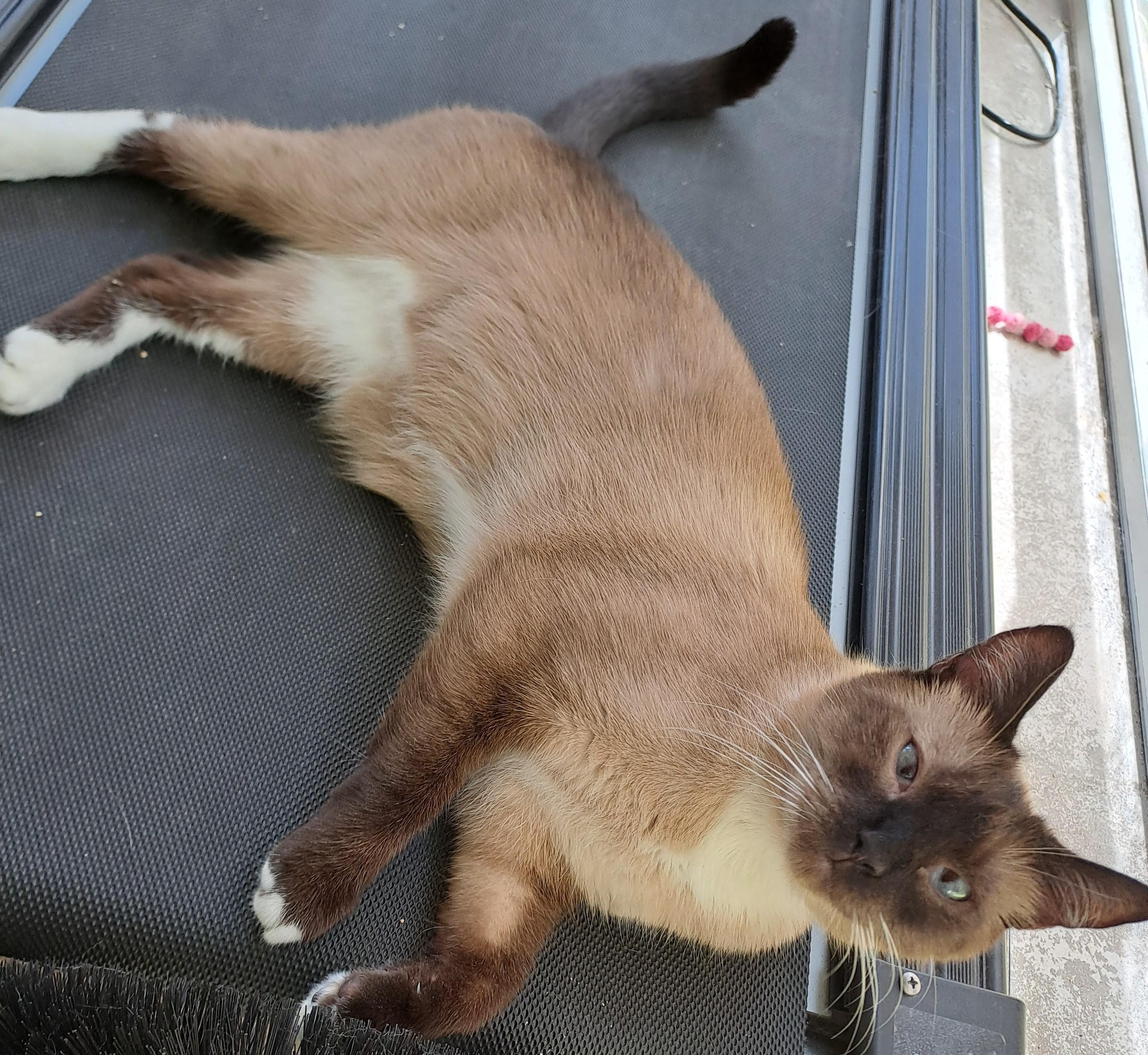 Zoe, an adoptable Siamese, Tonkinese in Port Wentworth, GA, 31407 | Photo Image 2