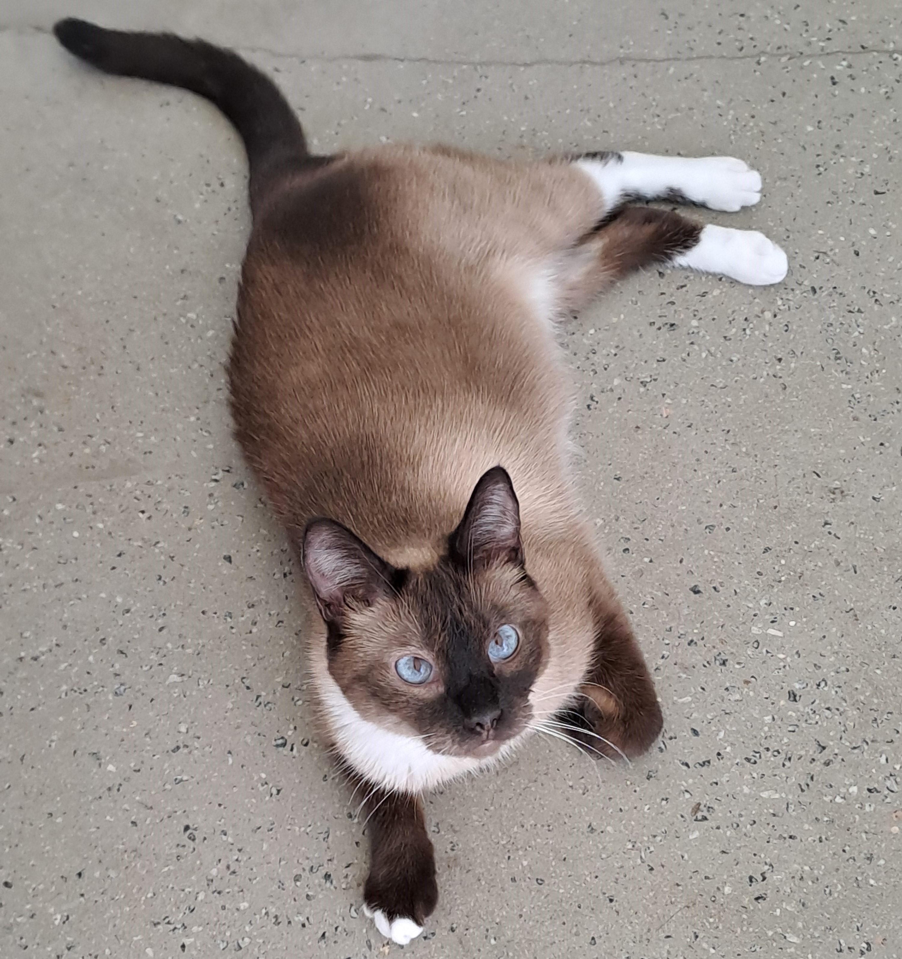 Zoe, an adoptable Siamese, Tonkinese in Port Wentworth, GA, 31407 | Photo Image 4