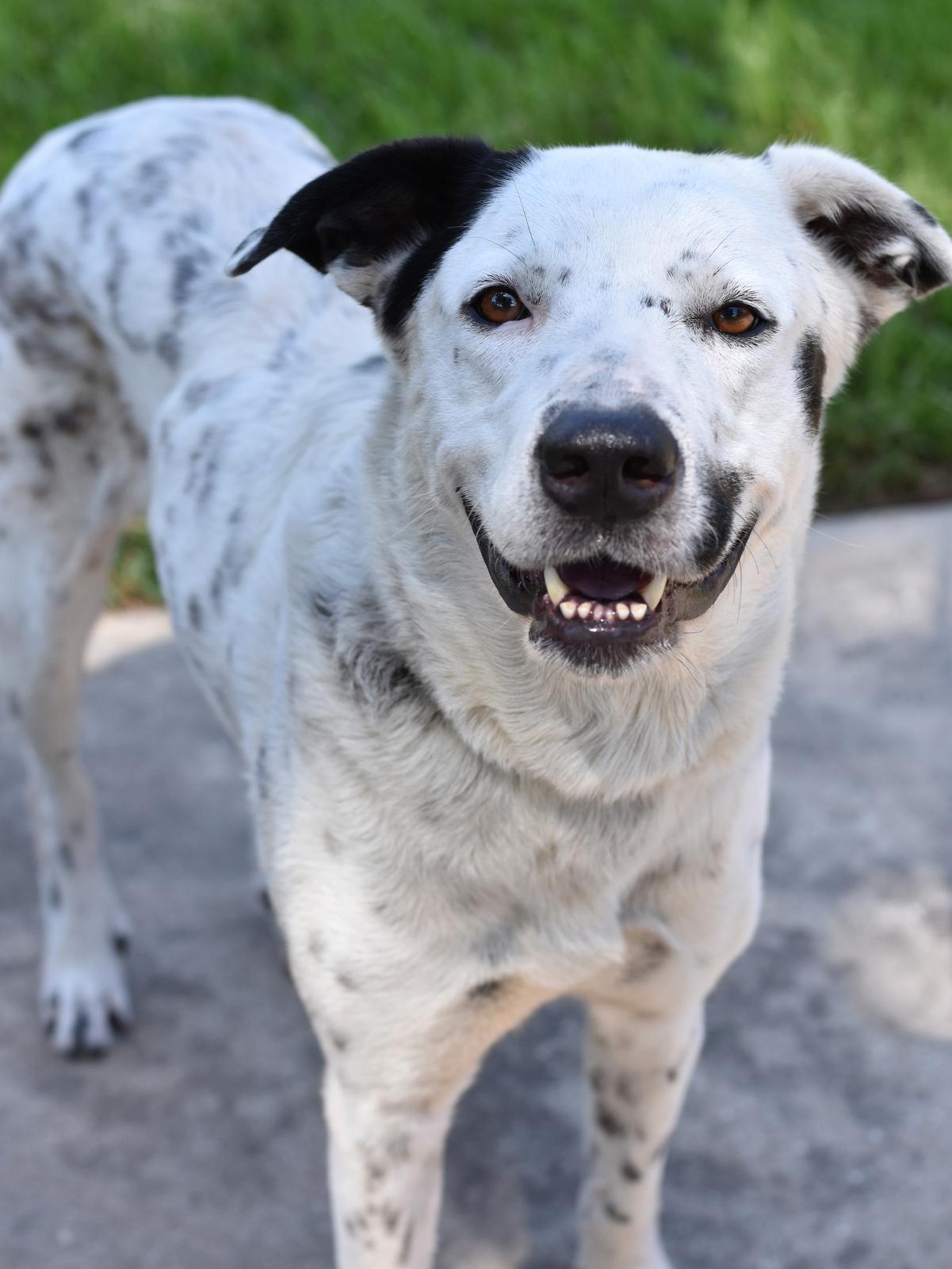 Enlarge Shelby, a Adoptable mixed breed in Appleton, WI image 5/6