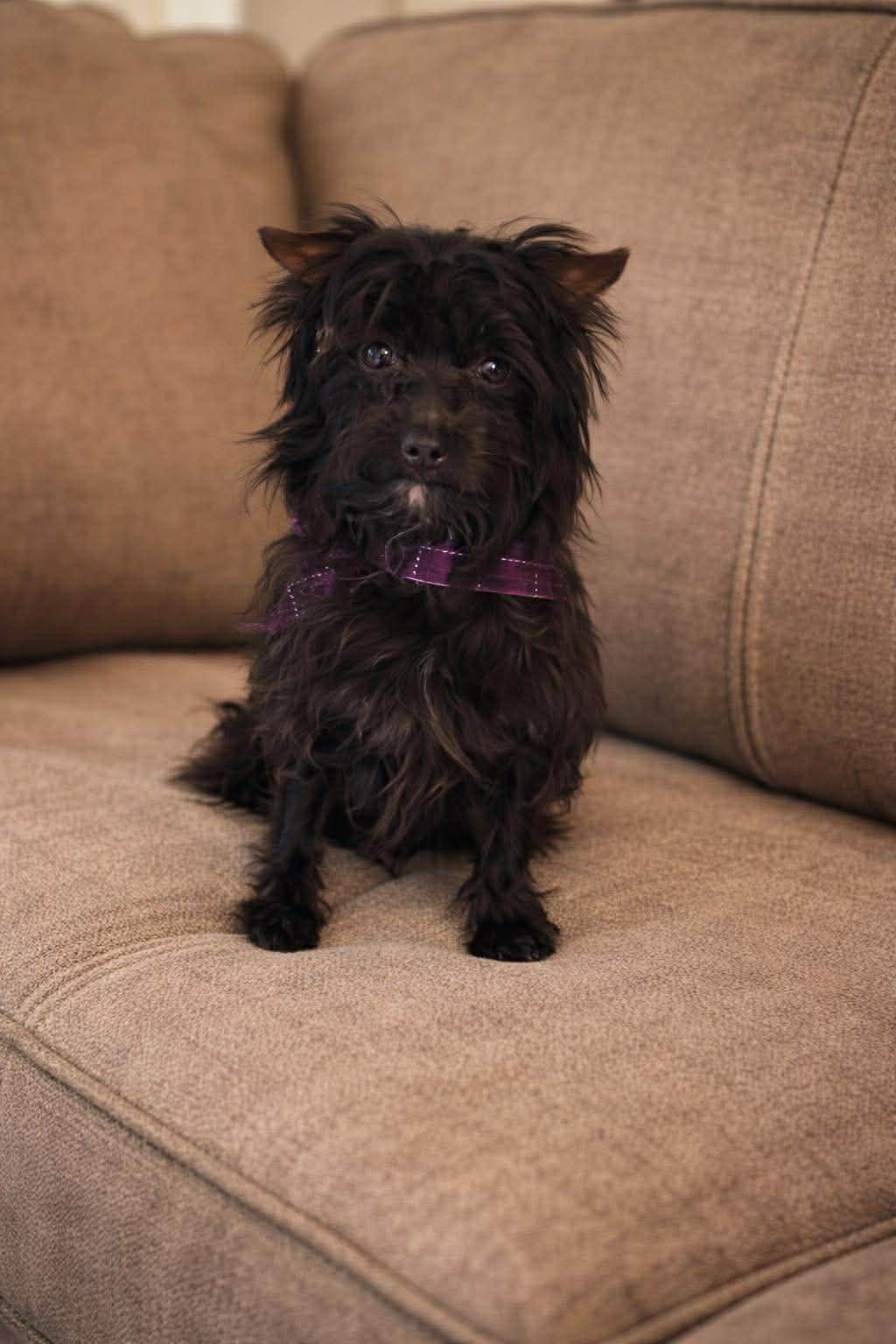 Lilly and Lucy, a ADOPTABLE Mixed Breed in Northwood, NH image 2/3