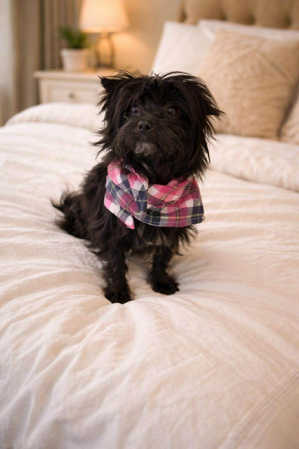 Lilly and Lucy, ADOPTABLE, Young Female Mixed Breed.