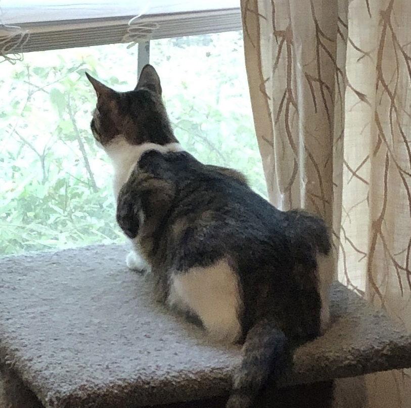 Enlarge Mikey #he-eats-anything, a Adoptable mixed breed in Houston, TX image 1/3