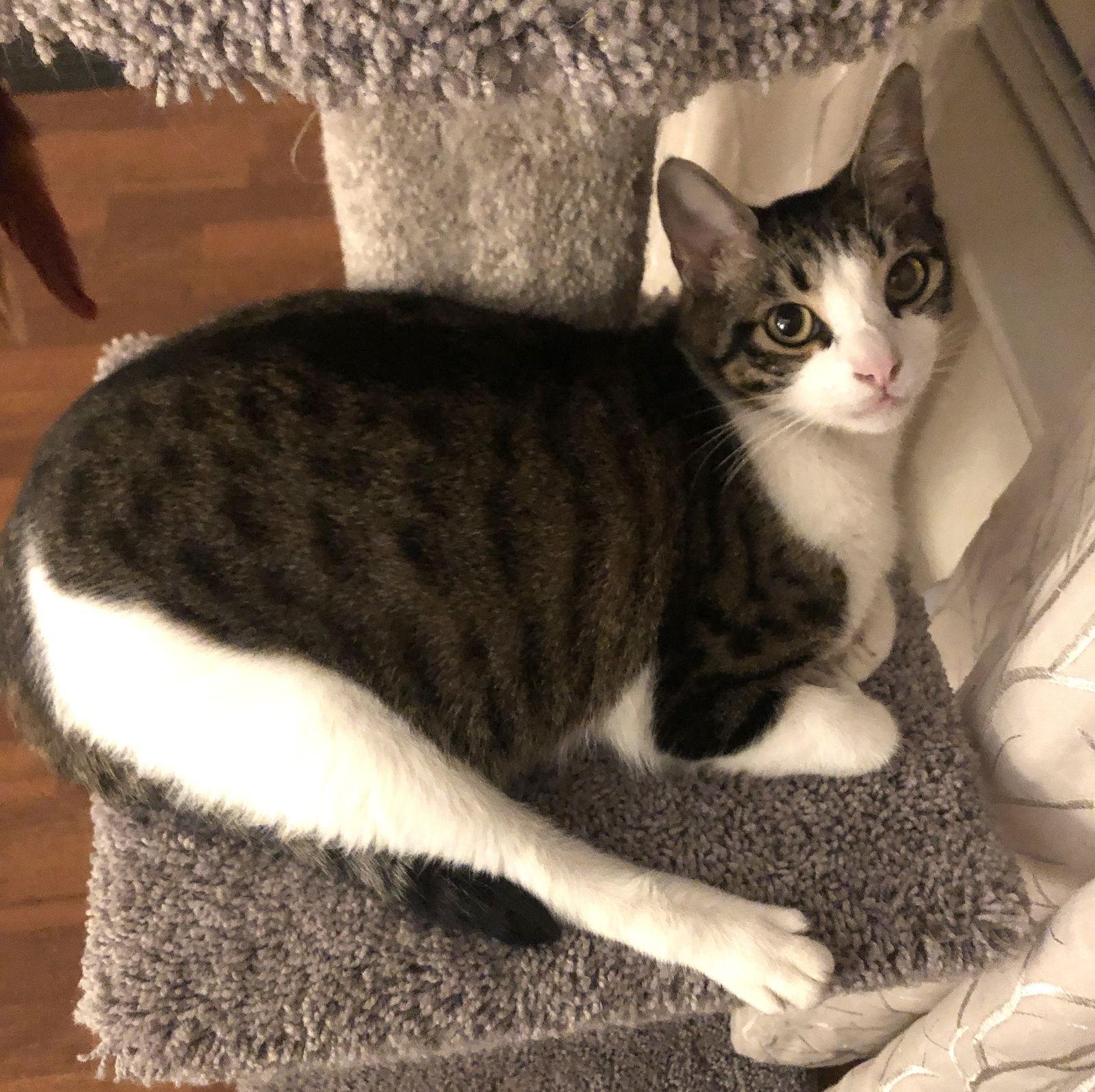 Mikey #he-eats-anything, a Adoptable mixed breed in Houston, TX image 2/3