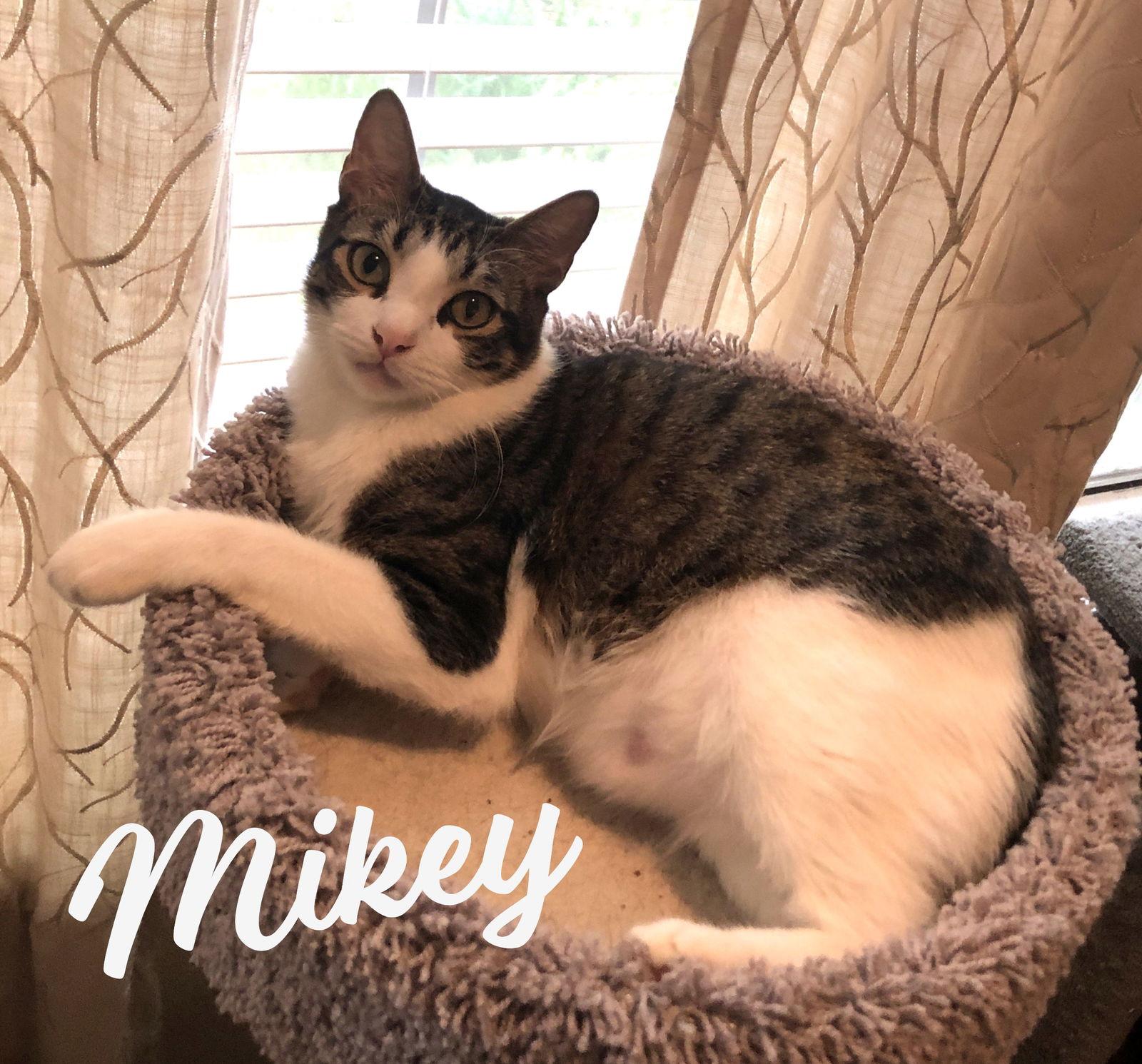 Enlarge Mikey #he-eats-anything, a Adoptable mixed breed in Houston, TX image 3/3