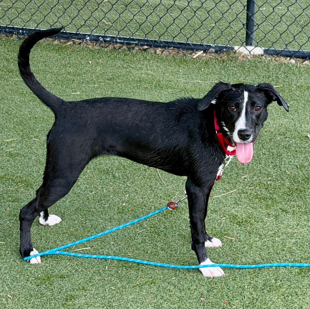 Josephine, Adoptable, Puppy Female Labrador Retriever & American Staffordshire Terrier.