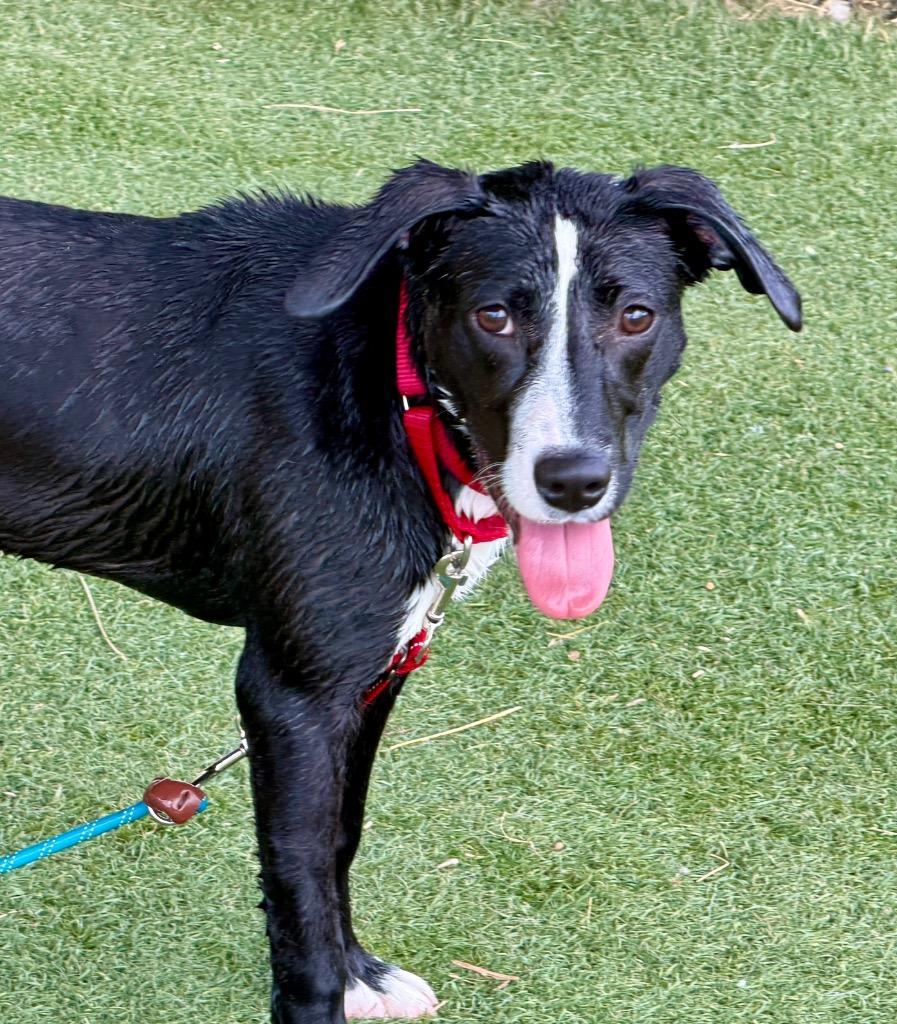 Josephine, a Adoptable mixed breed in Columbia, IL image 2/6