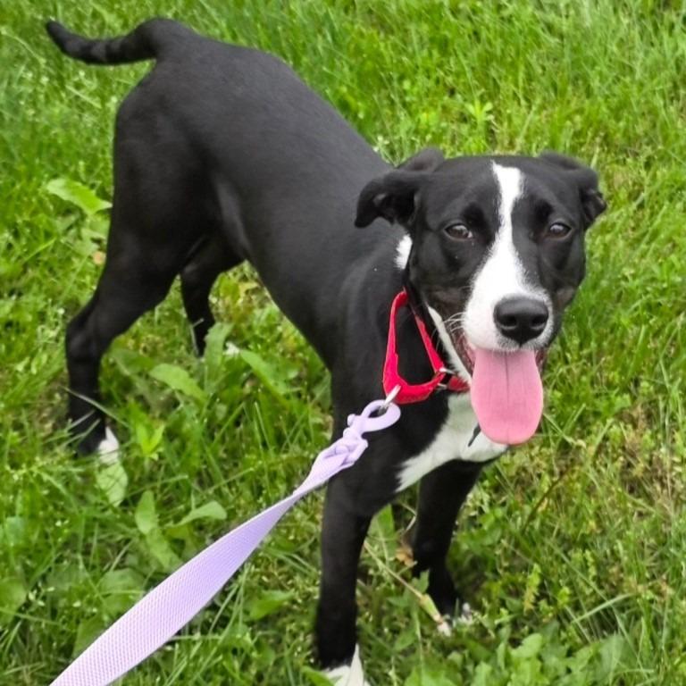 Josephine, a Adoptable mixed breed in Columbia, IL image 3/6