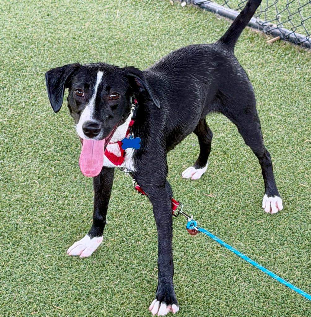 Josephine, a Adoptable mixed breed in Columbia, IL image 4/6