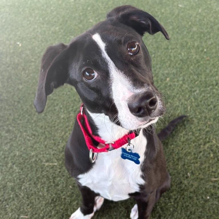 Josephine, a Adoptable mixed breed in Columbia, IL image 5/6