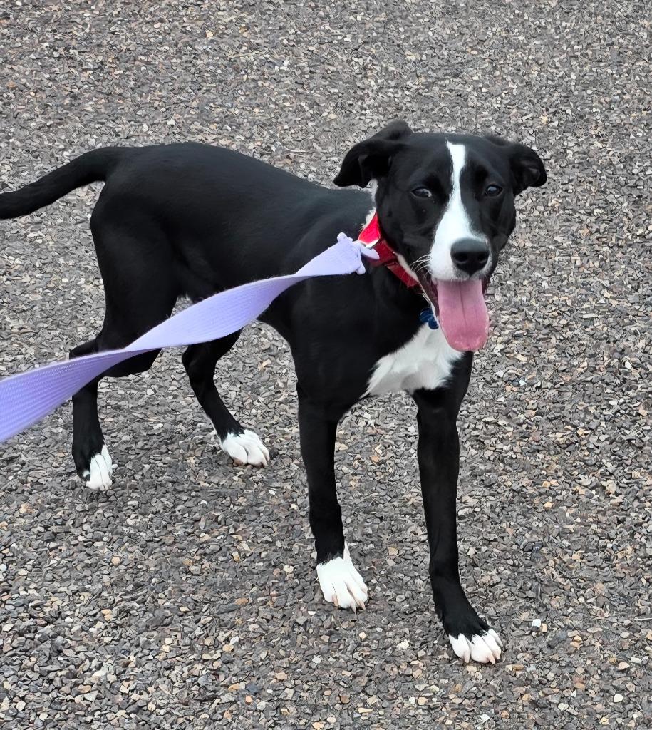 Josephine, a Adoptable mixed breed in Columbia, IL image 6/6