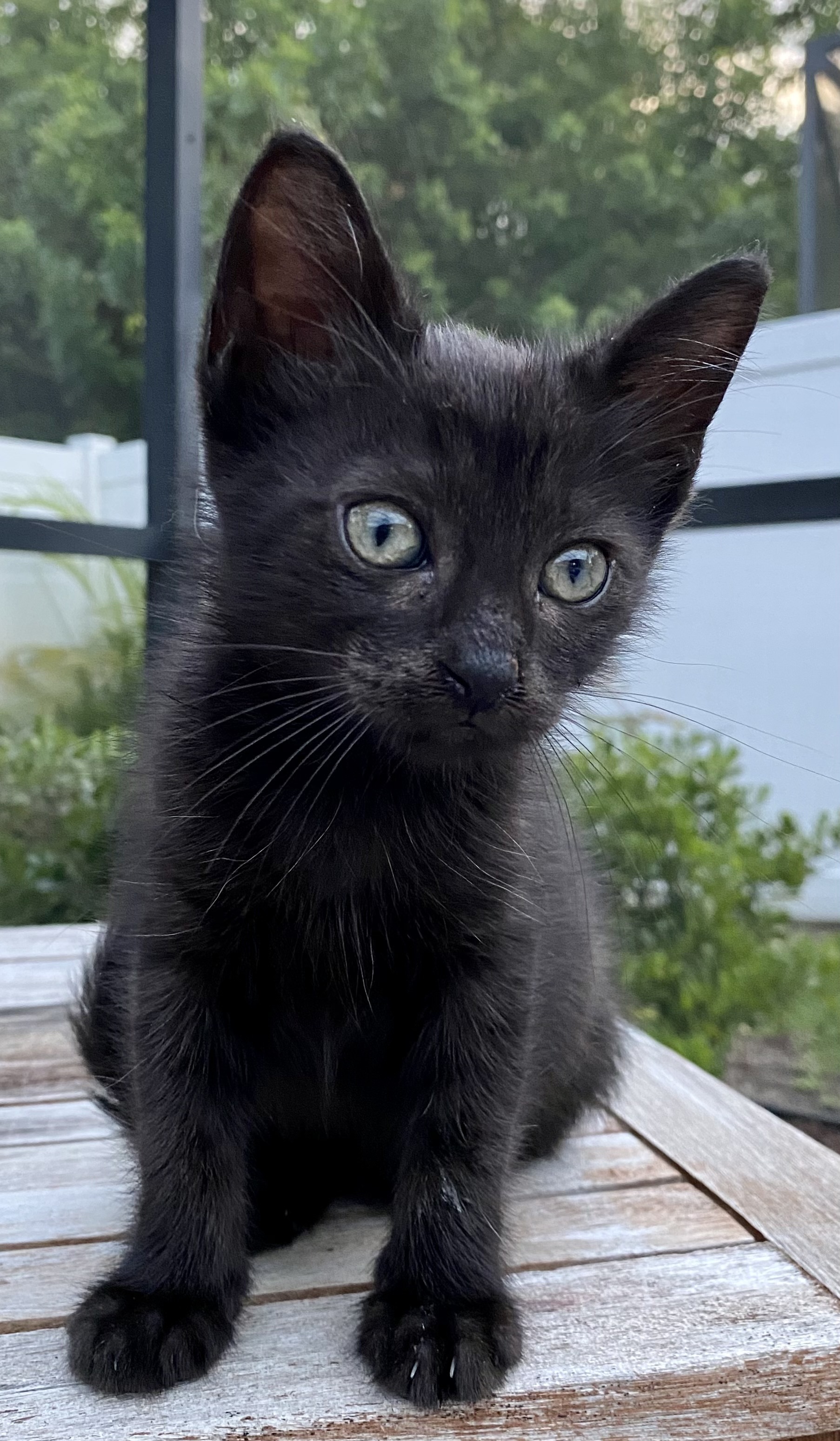 Charlotte, Adopted, Kitten Female Domestic Short Hair.