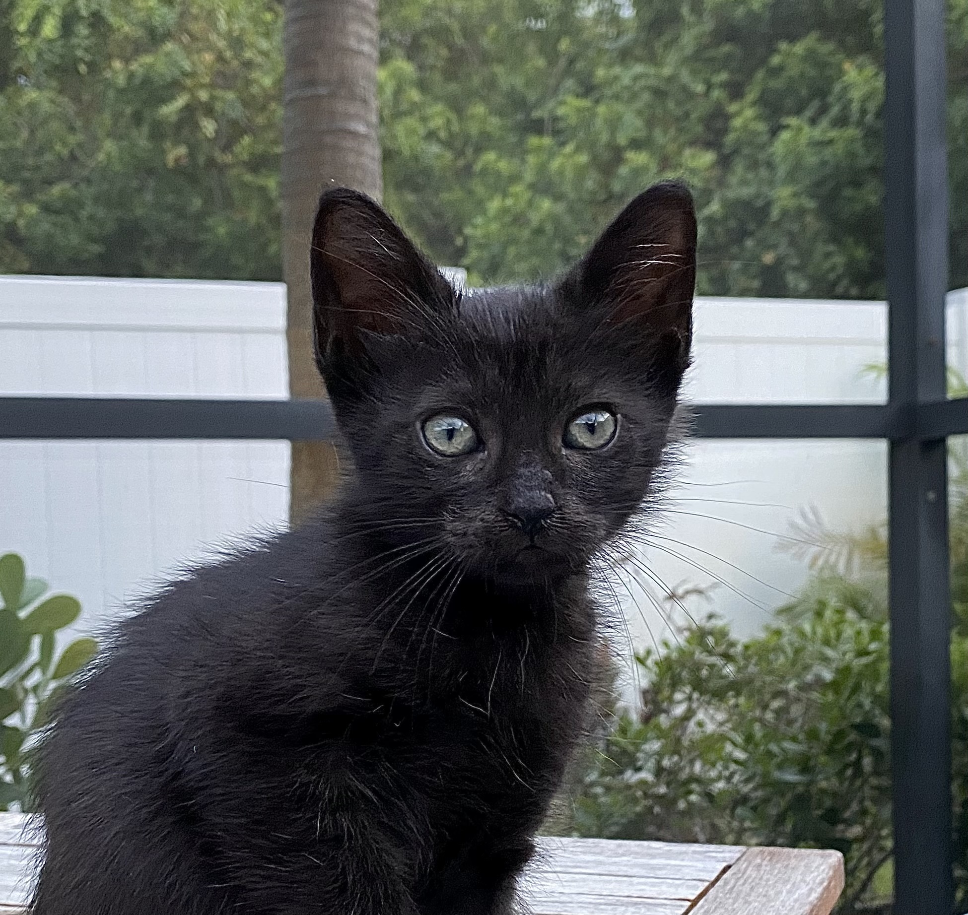 Enlarge Charlotte, a Adopted Domestic Short Hair in Satellite Beach, FL image 2/3
