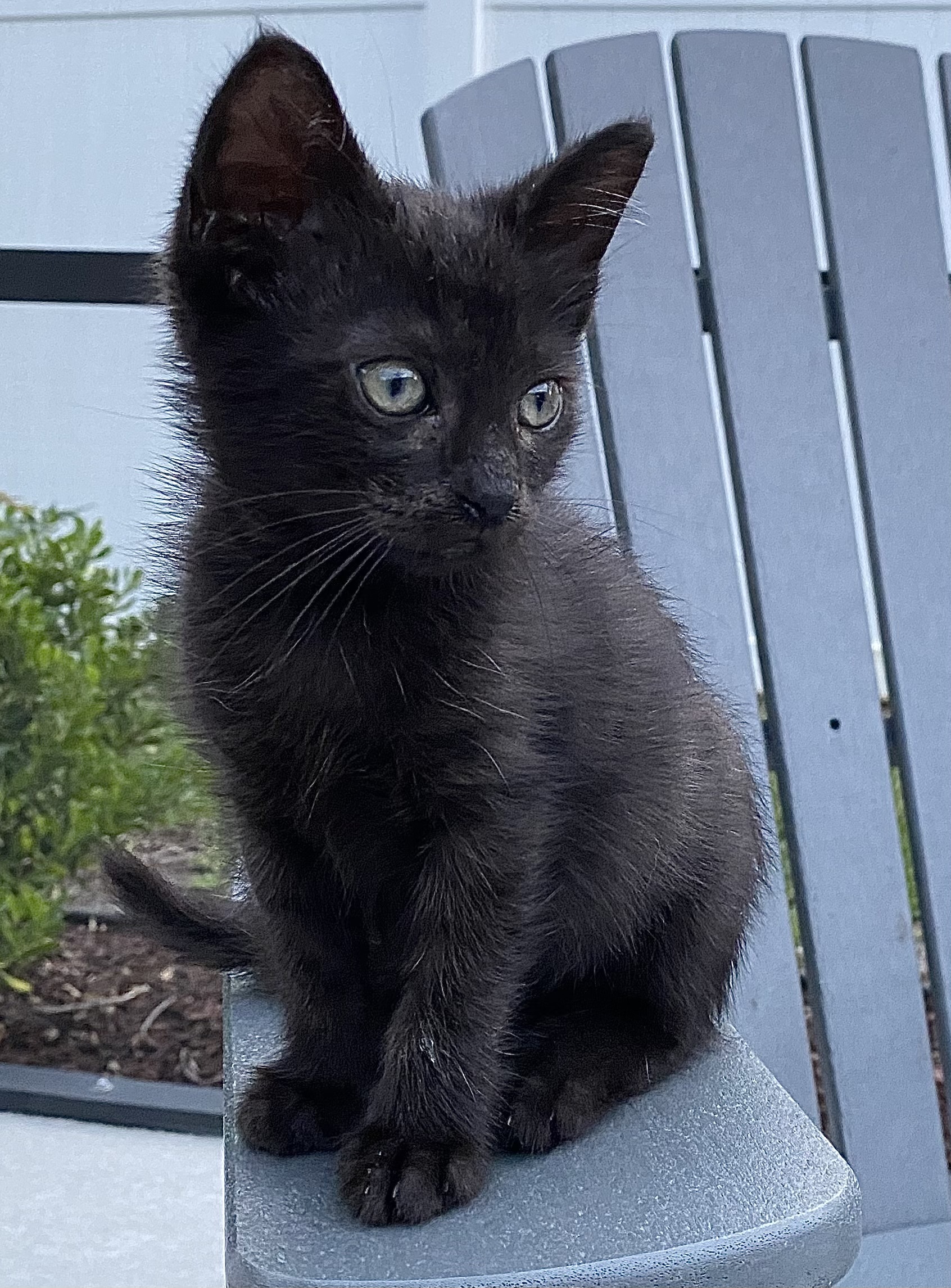 Enlarge Charlotte, a Adopted Domestic Short Hair in Satellite Beach, FL image 3/3