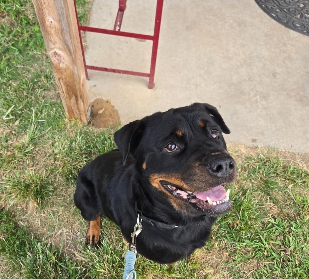 Enlarge Callisto, a Adoptable Rottweiler in Kemp, TX image 3/4
