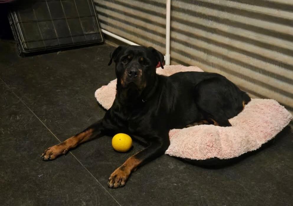 Enlarge Callisto, a Adoptable Rottweiler in Kemp, TX image 3/4