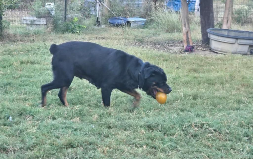 Enlarge Callisto, a Adoptable Rottweiler in Kemp, TX image 4/4