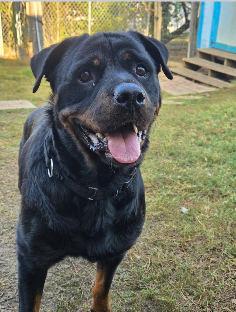 Enlarge Callisto, a Adoptable Rottweiler in Kemp, TX image 1/4
