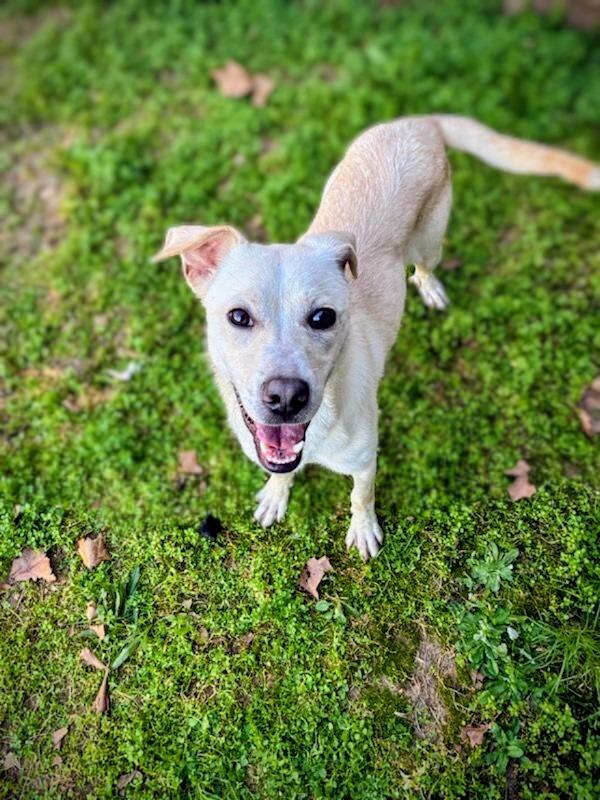 Enlarge Gumdrop, a Adoptable Mixed Breed in Ruston, LA image 1/6