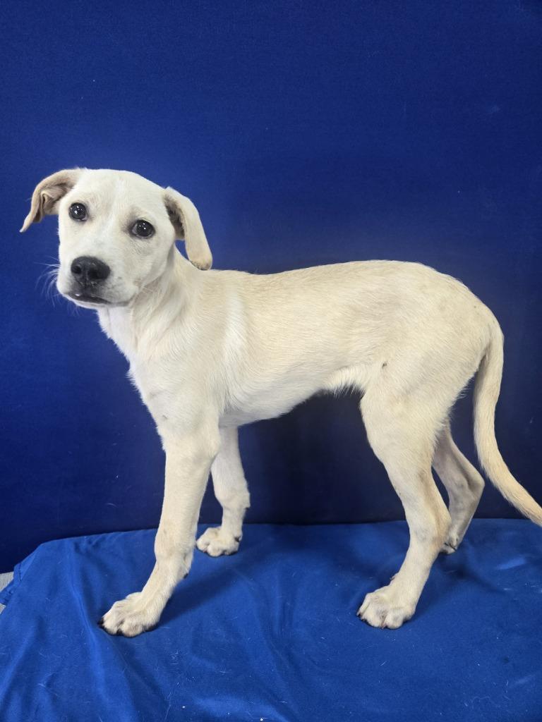 Enlarge Gumdrop, a Adoptable Mixed Breed in Ruston, LA image 2/6