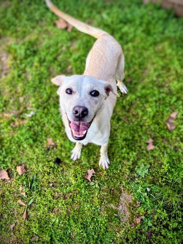 Enlarge Gumdrop, a Adoptable Mixed Breed in Ruston, LA image 3/6
